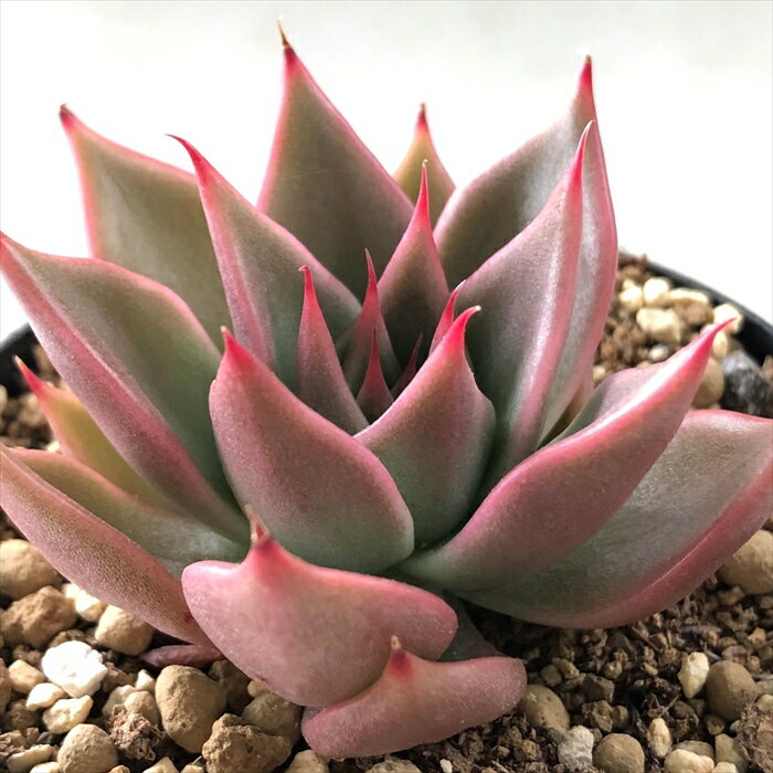 多肉植物 swkエケベリア シナモン 多肉植物 エアーマジック 韓国苗 7.5cmポットのサムネイル