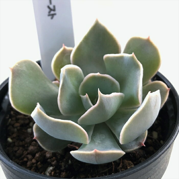多肉植物 hmエケベリア ホワイトゴースト 多肉植物 エケベリア 6cmポットのサムネイル