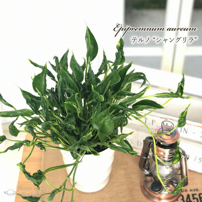 観葉植物 ポトス テルノ No.010 シャングリラ 5号鉢 観葉植物 室内 贈り物 プレゼント インテリア おしゃれ