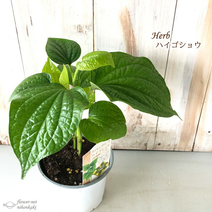 ハイゴショウ 4号ポット 這胡椒 ピペル サルメントスム ハーブ タイ料理 スパイス Herbのサムネイル
