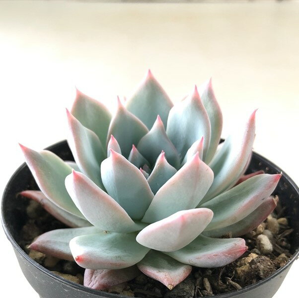 多肉植物 skエケベリア 千葉コロラータ 多肉植物 エケベリア 7.5cmポットのサムネイル