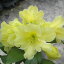 予約販売 シャクナゲ ホティ 5号鉢 開花予定株 蕾付き 西洋シャクナゲ 石楠花 tse 11月下旬以降発送