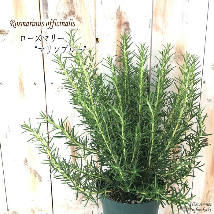 ローズマリー マリンブルー 大株 5号鉢 虫除け 立性 宿根草 苗木 花木 ハーブ苗 Herb