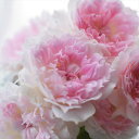 予約販売 バラ苗 バラ大苗 河本バラ園 アジュール 品種登録出願中 四季咲き 薔薇 ばら 送料無料 ピンク hao 12月中旬以降発送