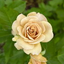 予約販売 バラ苗 バラ大苗 河本バラ園 ラブロッシュ 品種登録準備中 四季咲き 薔薇 ばら 送料無料 ベージュ ブラウン 茶色 hao 12月中旬以降発送