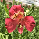 予約販売 アルストロメリア 苗 ピンクスター 10.5cmポット 宿根草 花苗 ガーデニング 苗 kwi 10月下旬以降発送