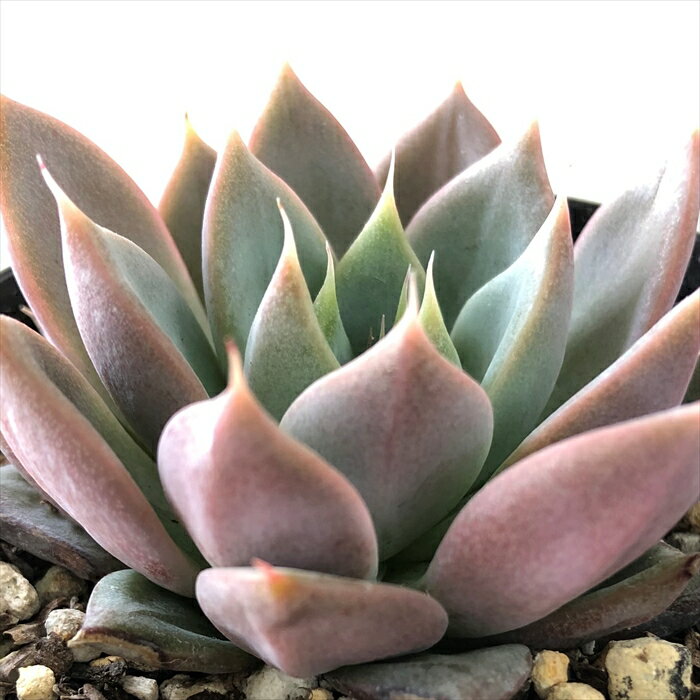 多肉植物 skエケベリア メキシカンジャイアント×青い渚 多肉植物 エケベリア 7.5cmポットのサムネイル