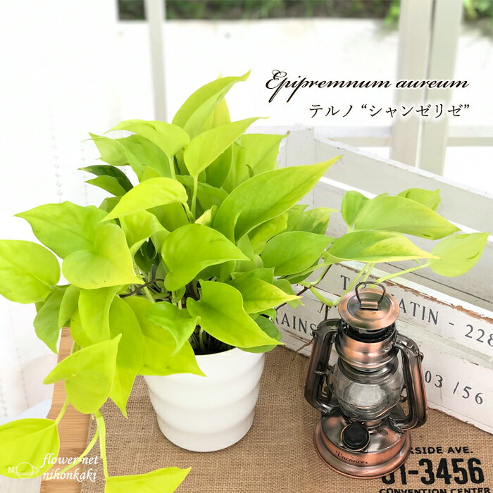 ポトス テルノ シャンゼリゼ 5号鉢 観葉植物 インテリア おしゃれのサムネイル