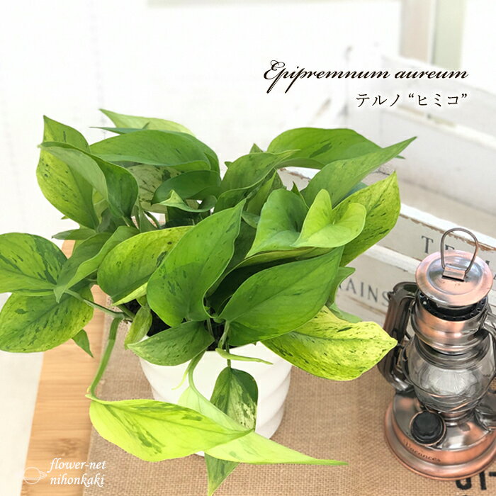 予約販売 ポトス テルノ No.015 ヒミコ 5号鉢 観葉植物 インテリア おしゃれ 3月中旬以降発送のサムネイル