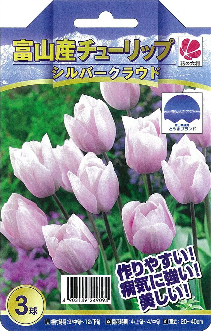 予約販売 花の大和 球根 富山の清流チューリップ シルバークラウド 3球 hyk 10月下旬以降発送のサムネイル