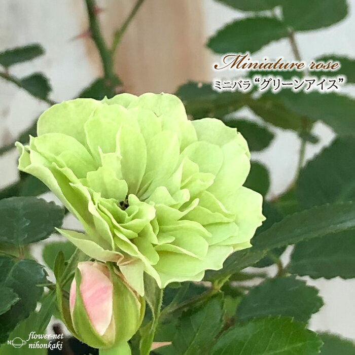 予約販売 ミニバラ グリーンアイス 3号ポット バラ 薔薇 バラ苗 苗 mnu 10月下旬以降発送のサムネイル