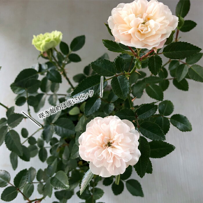予約販売 ミニバラ グリーンアイス 3号ポット 四季咲き バラ 薔薇 バラ苗 苗 グリ...