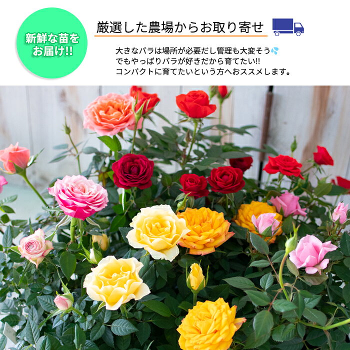 予約販売 ミニバラ グリーンアイス 3号ポット 四季咲き バラ 薔薇 バラ苗 苗 グリ...