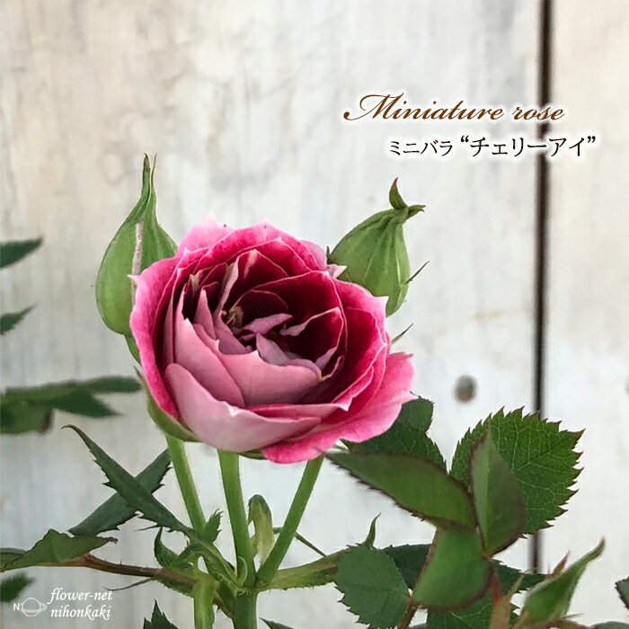 予約販売 ミニバラ チェリーアイ 3号ポット バラ 薔薇 バラ苗 苗 bry 10月下旬以降発送のサムネイル