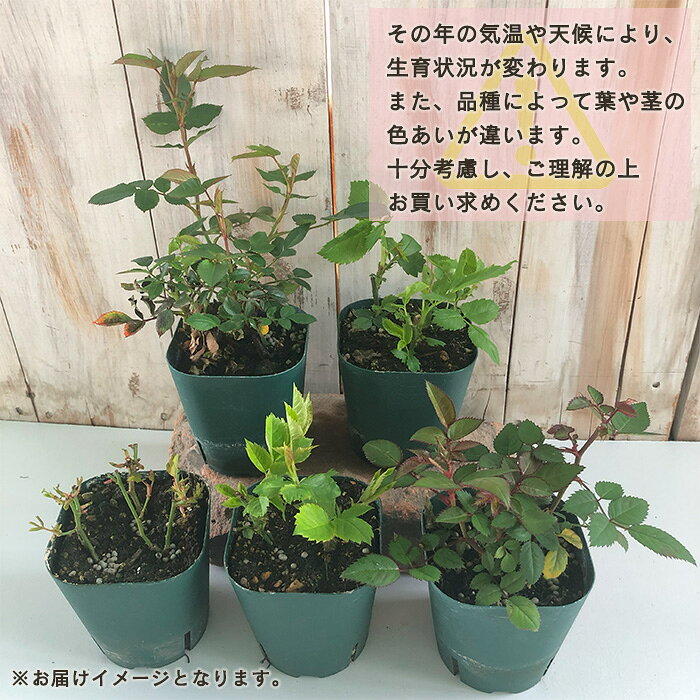 予約販売 ミニバラ トロピカルサンセット 3号ポット 四季咲き バラ 薔薇 バラ苗 苗...