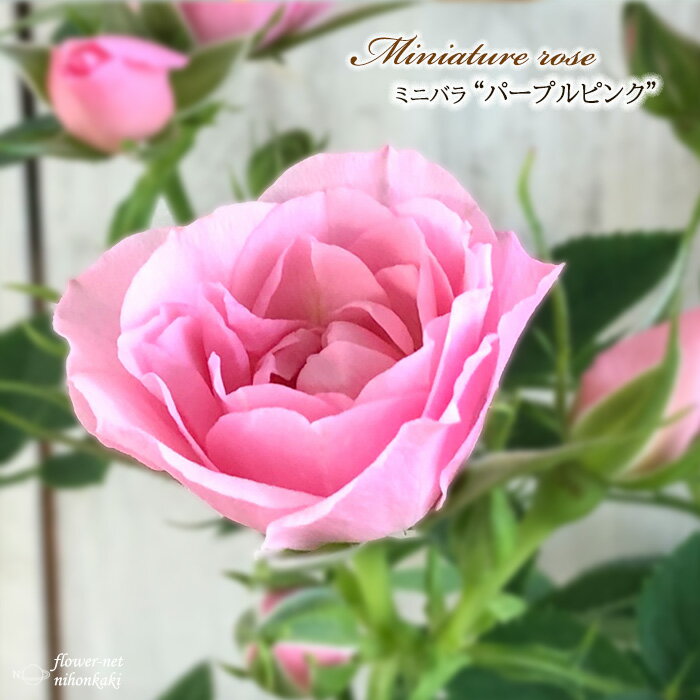 予約販売 ミニバラ パープルピンク 3号ポット バラ 薔薇 バラ苗 苗 bry 10月下旬以降発送のサムネイル