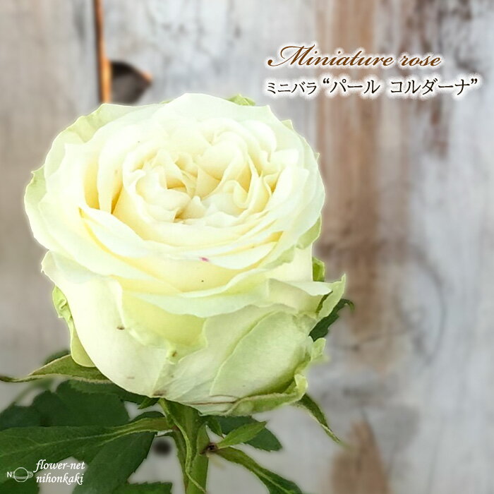 予約販売 ミニバラ パールコルダーナ 3号ポット バラ 薔薇 バラ苗 苗 bry 3月上旬以降発送のサムネイル