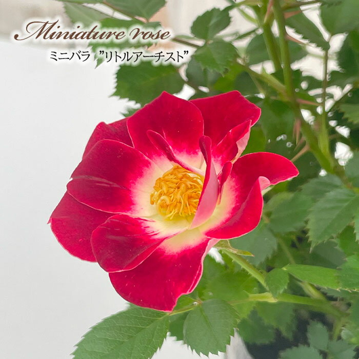 予約販売 ミニバラ リトルアーチスト 3号ポット バラ 薔薇 バラ苗 苗 bry 10月下旬以降発送のサムネイル