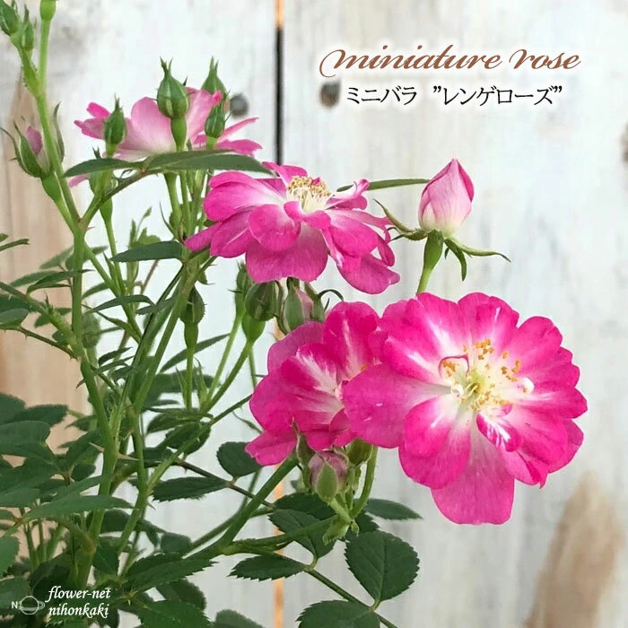 予約販売 ミニバラ レンゲ 3号ポット バラ 薔薇 バラ苗 苗 bry 10月下旬以降発送のサムネイル