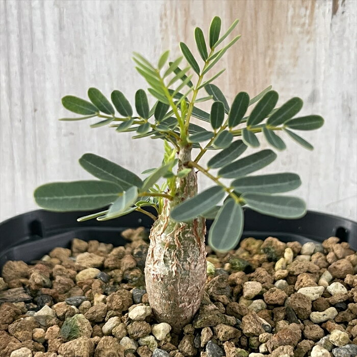 多肉植物 caセンナ メリディオナリス 実生苗 9cmポット 送料無料 多肉植物 コーデックスのサムネイル
