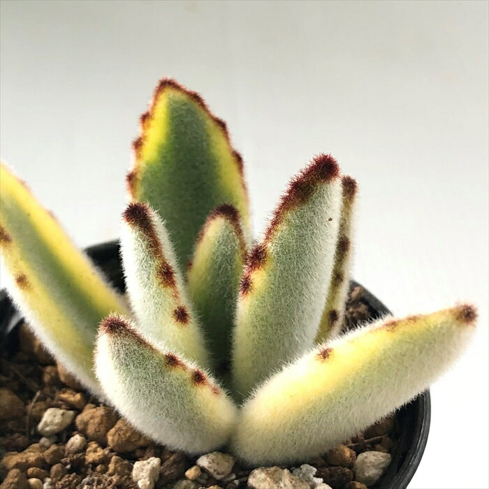 多肉植物 hmカランコエ 月兎耳錦 多肉植物 カランコエ 6cmポットのサムネイル
