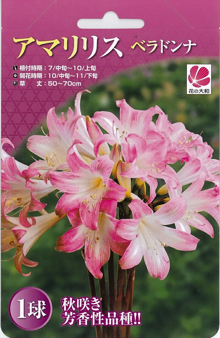 花の大和 球根 秋咲きアマリリス ベラドンナ 1球 hykのサムネイル