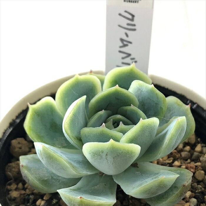 多肉植物 yukエケベリア クリームベリー 多肉植物 優木園さんの苗 エケベリア 6cmポットのサムネイル