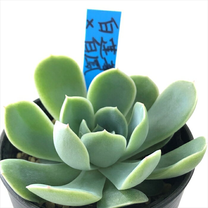 多肉植物 oriエケベリア 白蓮華×白鳳 多肉植物 おらいさん苗 送料無料 エケベリア 6cmポットのサムネイル
