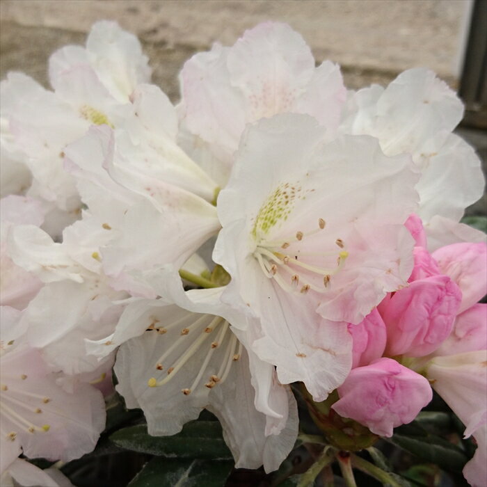 予約販売 日本シャクナゲ 細雪 5号鉢 開花予定株 蕾付き シャクナゲ 石楠花 花木 tse 11月下旬以降発送のサムネイル