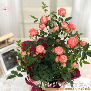 【早割】母の日 2023 ツルバラ オレンジマザーズデイ 5号鉢 送料無料 母の日ギフト 母の日 プレゼント 薔薇 バラ 花 鉢植え