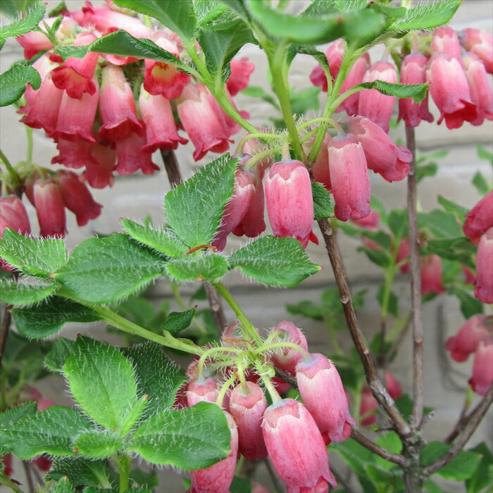 予約販売 箱根ツリガネツツジ 4号鉢 開花予定株 ハコ