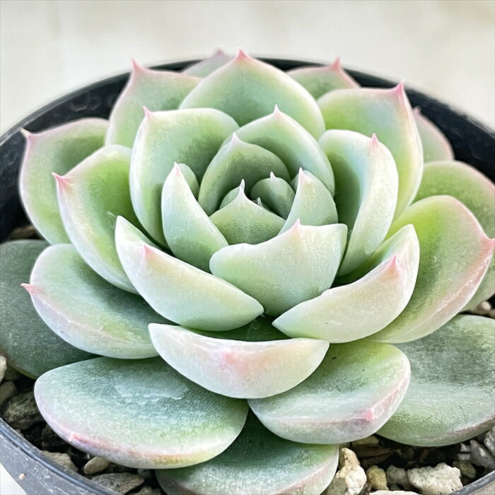 多肉植物 skエケベリア クリスタルローズ 多肉植物 エケベリア 7.5cmポットのサムネイル