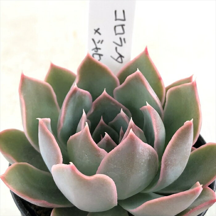 多肉植物 O’sエケベリア コロラータ×シャビアナペレグリナ 多肉植物 O’s PLANTS オーズプランツさん苗 送料無料 エケベリア 6cmポットのサムネイル
