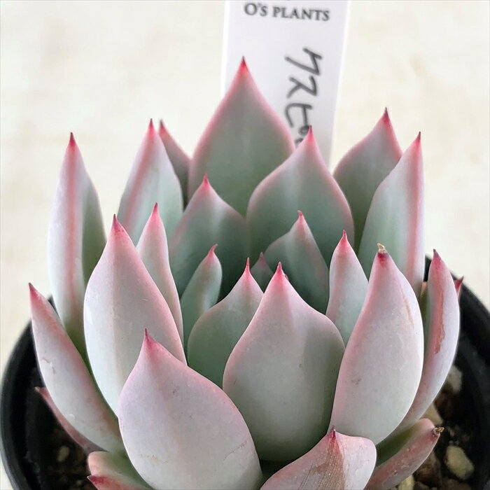 多肉植物 O’sエケベリア クスピダータサンロベルト×ブルーバード 多肉植物 O’s PLANTS オーズプランツさん苗 送料無料 エケベリア 6cmポットのサムネイル