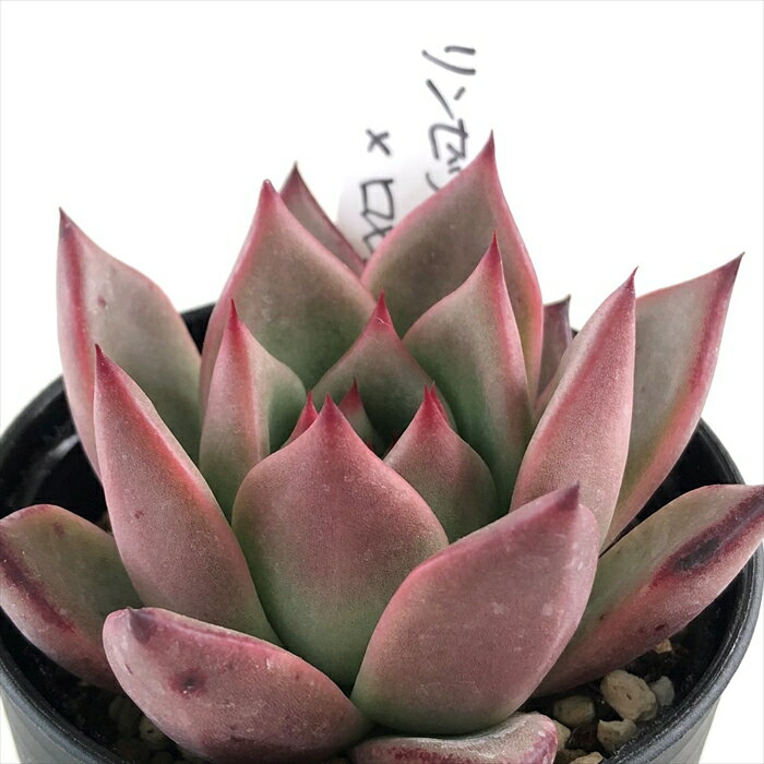 多肉植物 O’sエケベリア リンゼアナ×ロメオ 多肉植物 O’s PLANTS オーズプランツさん苗 送料無料 エケベリア 6cmポットのサムネイル