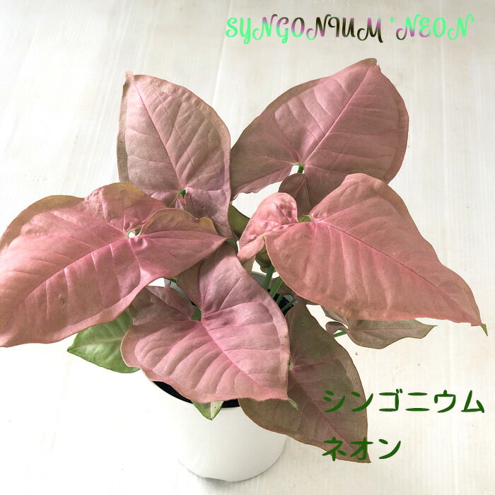 シンゴニウム ネオン 3.5号鉢 観葉植物 インテリア おしゃれのサムネイル