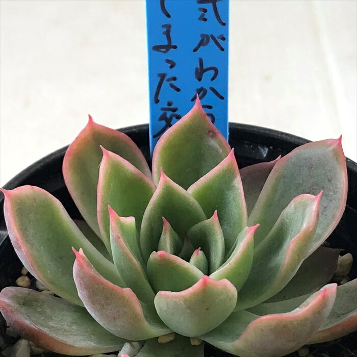 多肉植物 oriエケベリア 交配式がわからなくなってしまった交配苗 多肉植物 おらいさん苗 送料無料 エケベリア 6cmポットのサムネイル