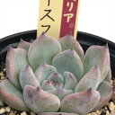 多肉植物 oriミックスベリア No.039 ベリースフレ 多肉植物 おらいさん苗 送料無料 エケベリア 6cmポット