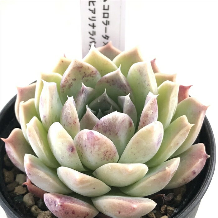多肉植物 TYエケベリア コロラータ×ヒアリナラパス 多肉植物 TYさん苗 送料無料 エケベリア 6cmポットのサムネイル