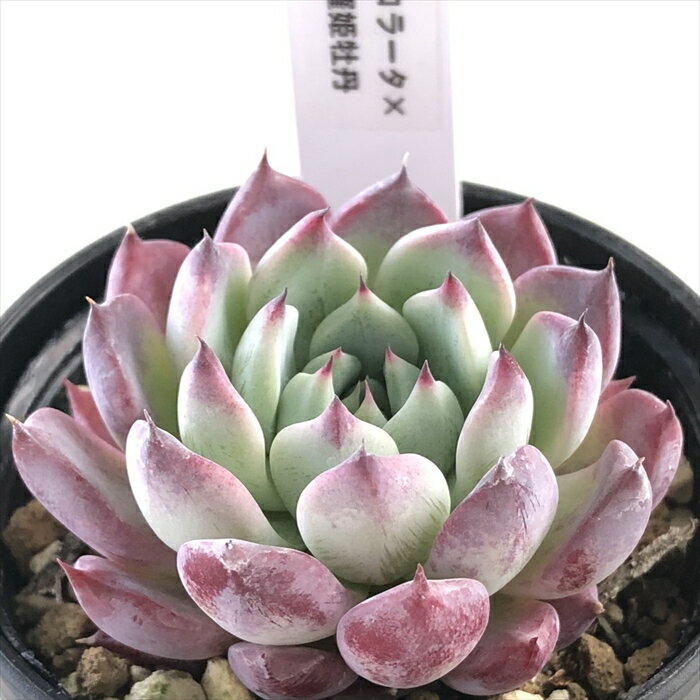 多肉植物 TYエケベリア コロラータ×沙羅姫牡丹 多肉植物 TYさん苗 送料無料 エケベリア 6cmポットのサムネイル