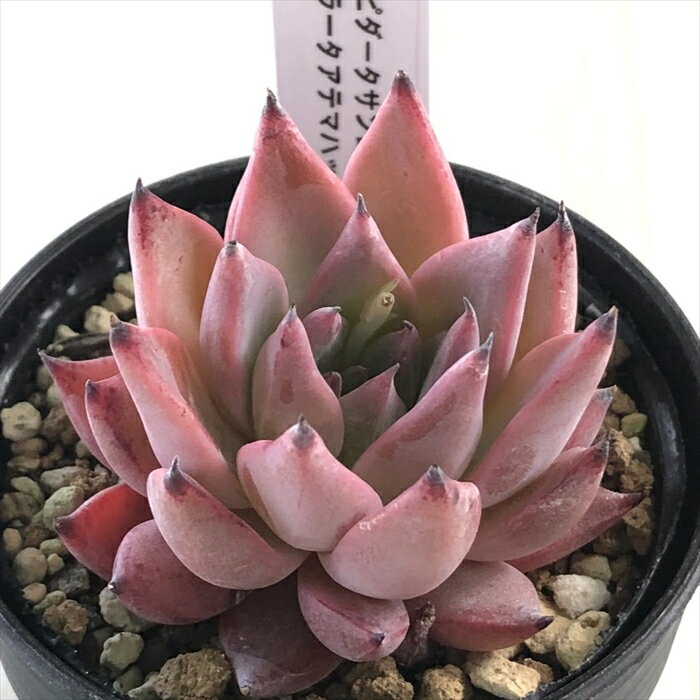 多肉植物 TYエケベリア クスピダータサンロベルト×コロラータアテマハック 多肉植物 TYさん苗 送料無料 エケベリア 6cmポットのサムネイル