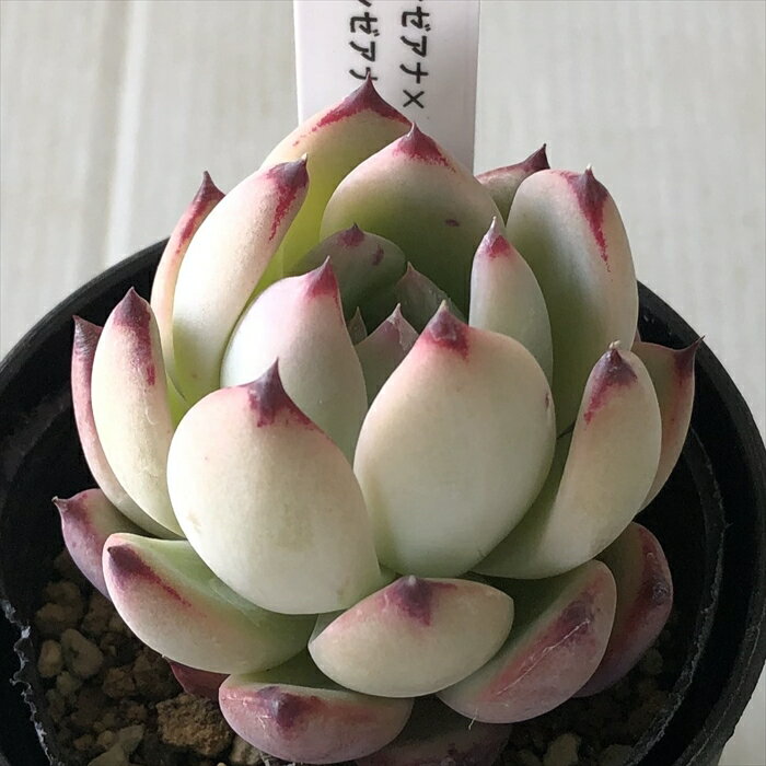 多肉植物 TYエケベリア リンゼアナ×リンゼアナ 多肉植物 TYさん苗 送料無料 エケベリア 6cmポットのサムネイル