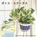 観葉植物 ポトス ステータス 5号 吊り鉢 吊り下げ ハンギング 観葉植物 室内 贈り物 プレゼント インテリア おしゃれ