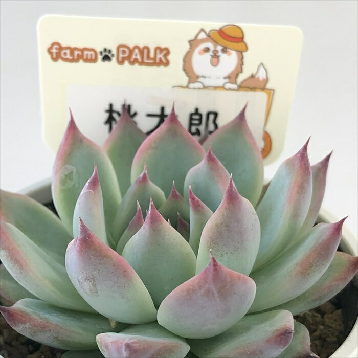 farmPALKさんの命名種パル苗セレクション | ブログ版 farmPALKさんの命名種パル苗セレクション | ブログ版