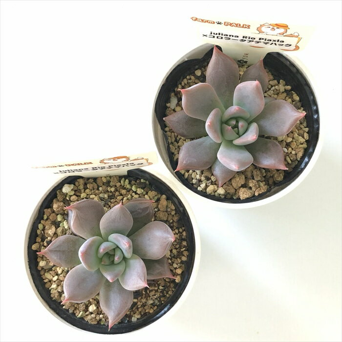 多肉植物 plkエケベリア juliana Rio Piaxla×コロラータアテマハック 多肉植物 パルクさん苗 送料無料 エケベリア 6cmポット