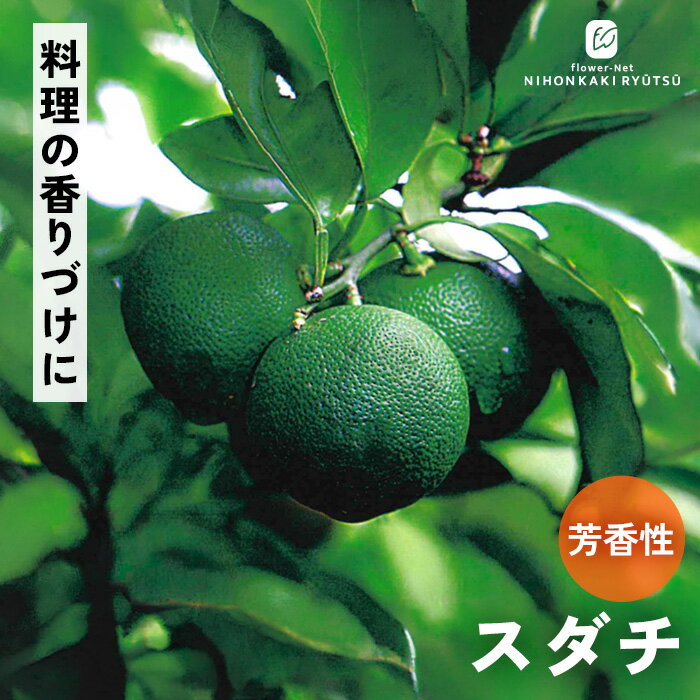 楽天市場】酢橘苗木の通販