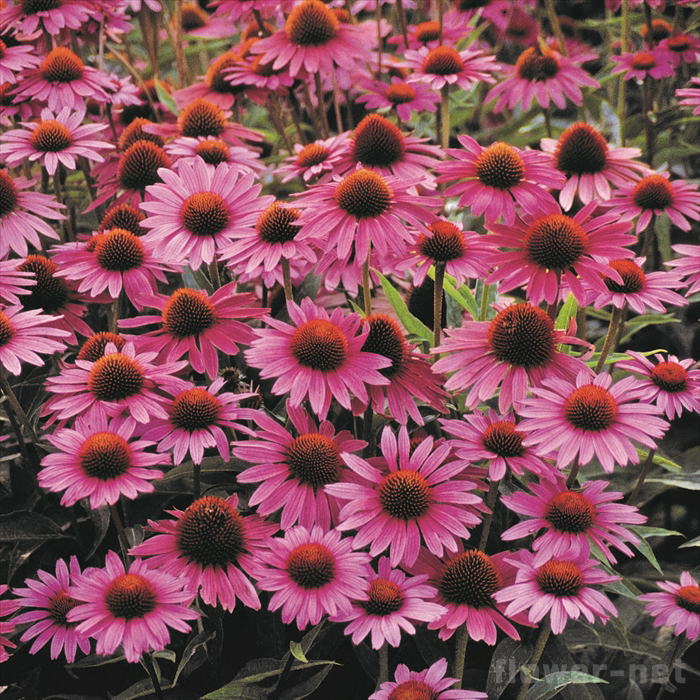 予約販売 エキナセア マグナススペリオール 10.5cmポット 宿根草苗 ガーデニング 多年草 atm 11月中旬以降発送のサムネイル