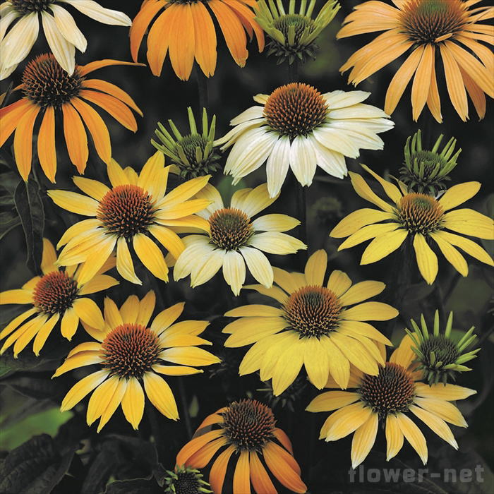 予約販売 エキナセア メローイエローズ 9cmポット 宿根草苗 ガーデニング 多年草 atm 4月下旬以降発送のサムネイル