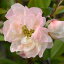 予約販売 木瓜 羽衣 9cmポット 開花予定株 ボケ 花苗 庭木 花木 mke 11月下旬以降発送 1,408円