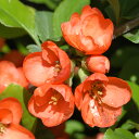予約販売 木瓜 金盃 9cmポット 開花予定株 ボケ 花苗 庭木 花木 mke 11月下旬以降発送